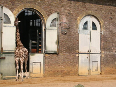 Taken Outside The Giraffe Enclosure In London Zoo.